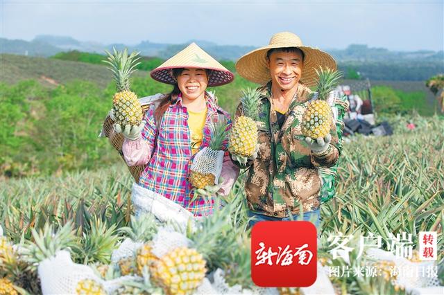 荔枝|海南周刊 | 盛夏至，丰收时，海南各地水果闪亮登场