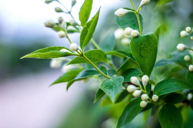 十二月养茉莉，避开“三误区”，春化无压力，清香宜人小半年