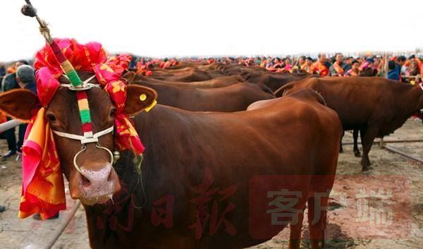 郏县|牛！“郏县红牛”荣膺国家级牛肉品鉴会最高奖