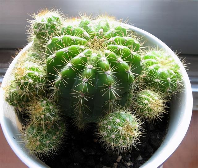 虽然仙人球不喜水，但平日也不能少了营养肥，来点啤酒水就能满足