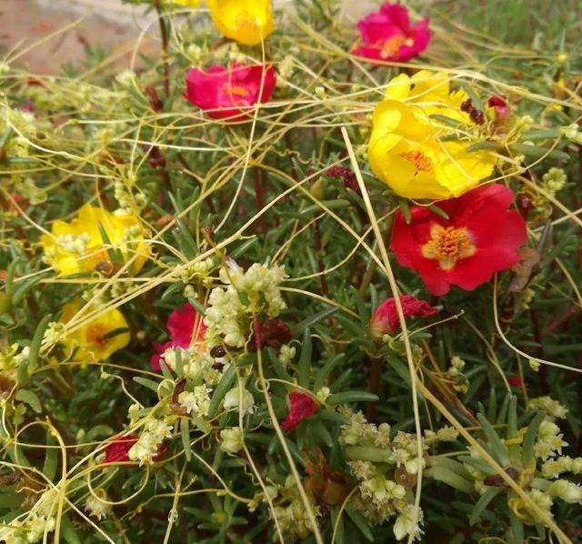 救命！入侵植物爬进院子，三年都杀不完