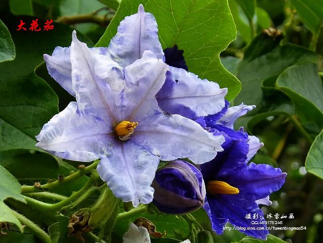 大咖分享 | 蓝色花境植物有那些？