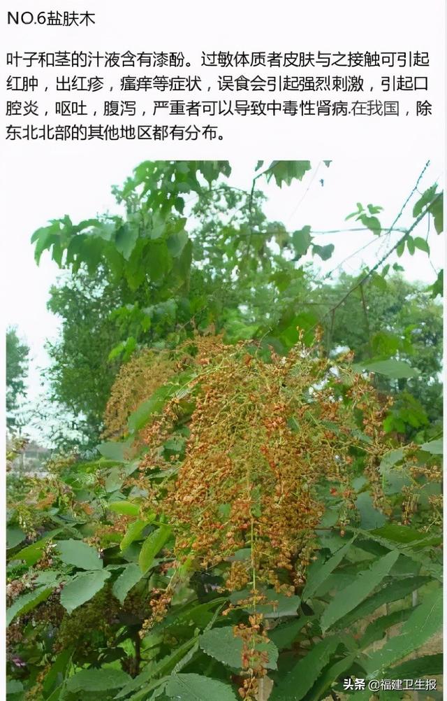 中毒|7人中毒1人死亡!福建疾控紧急提醒