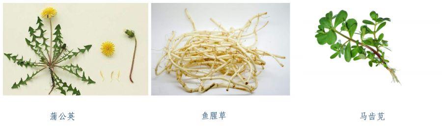 野菜|广西一工地7名工人突然中毒！医生：因吃了这道菜
