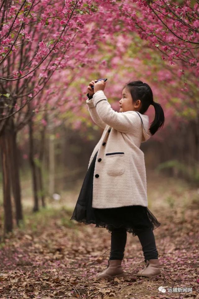 【旅行柚子君】河津：海棠花迎春绽放　踏青赏花好去处