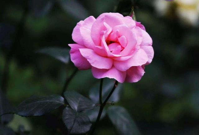 月季生病不用担心，按步骤修剪，恢复快照样开花