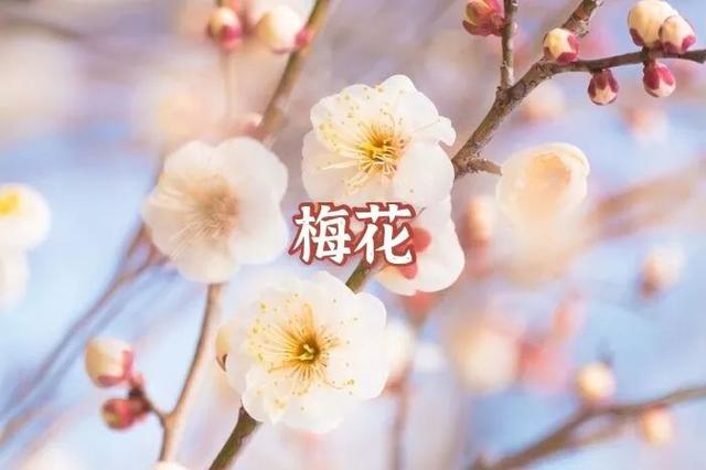 答案|春天来啦！我宣布：上海人“花痴”等级考开始！全答对算侬结棍