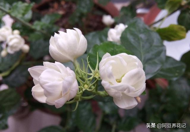 家养“6种花”，抓紧搬进屋，可保证后期生长顺利，芳香四溢