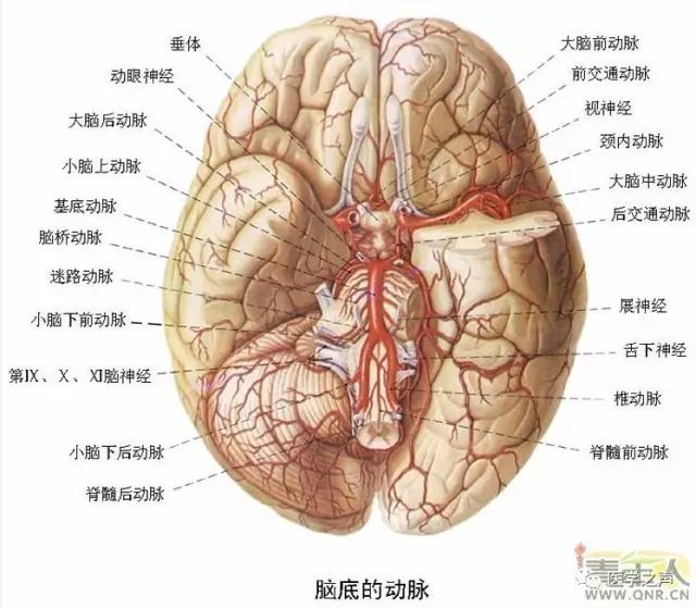 WoW，最全神经系统解剖图来了