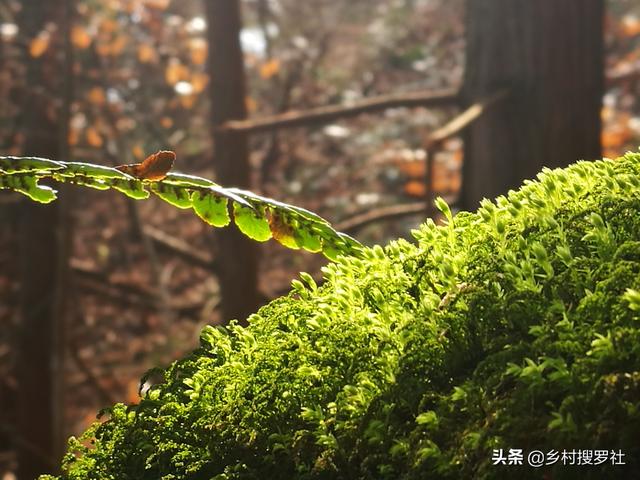 养兰花|种植兰花的盆面如何养苔藓？兰友：怪不得以前养不好兰花