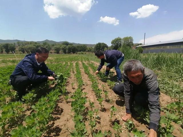 跳跳糖|「第三方抽查记者见闻」山西静乐：藜麦香 日子旺