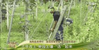 老乡|走进乡村看小康丨树根3岁、树干2岁、枝条1岁 这里的果树为啥有3个年龄
