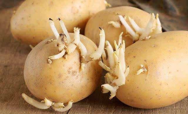 「你的育儿经」孕妇能吃这“菜”吗?想对胎儿好,你可以这样吃