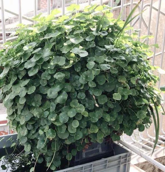 长寿花|这花就得饿着养，盆小水少，叶子越剪长得越旺！