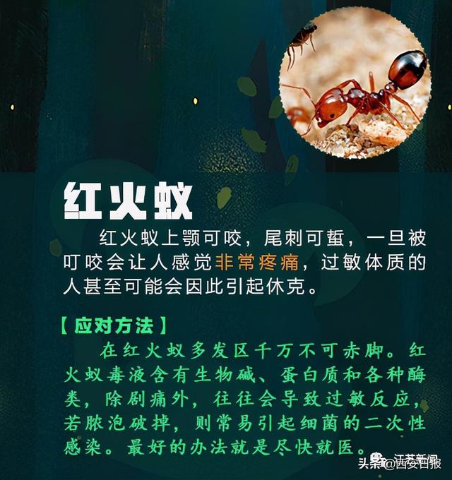 蜈蚣|被这种虫子咬一口，女子窒息身亡！被咬后千万别这样做