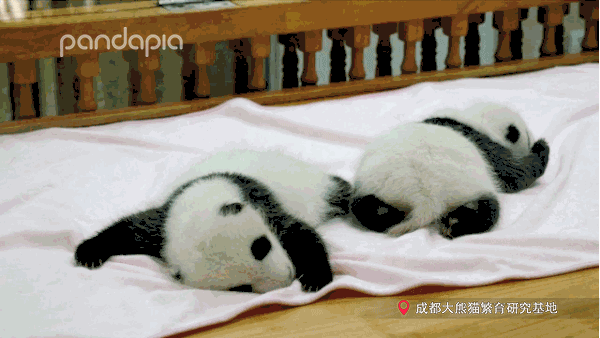 绝了!2020级熊猫宝宝的健身操太辣了