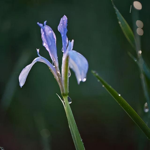 地被花卉篇——雨水花园里的植物们