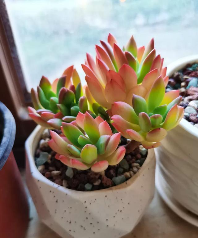 红稚儿不是红孩儿，听话好养护，晒晒太阳就变红