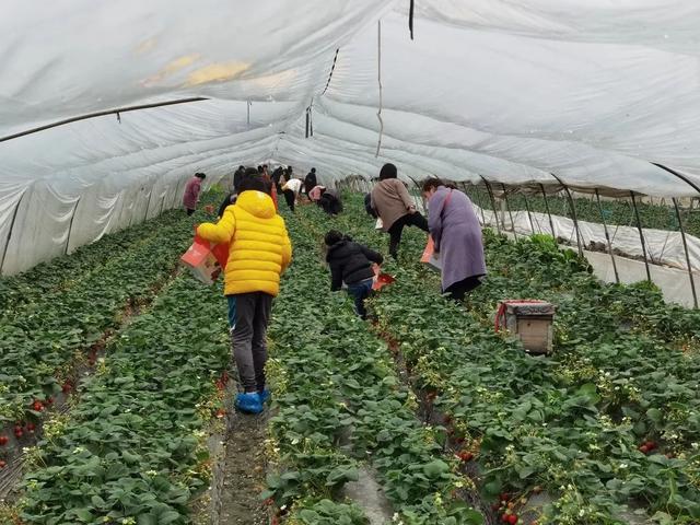 员工|年夜饭采草莓看电影，青浦“原年人”的春节温暖而有趣