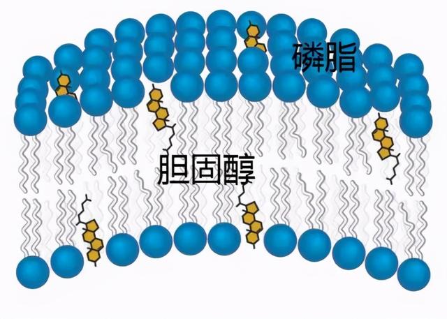 哈佛大学研究：鸡蛋和心脏病没关系，放心吃
