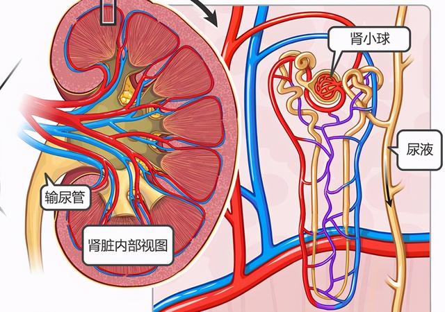 喝茶、喝白开水有区别吗，哪种更健康？肾内科医生一文给您说清楚