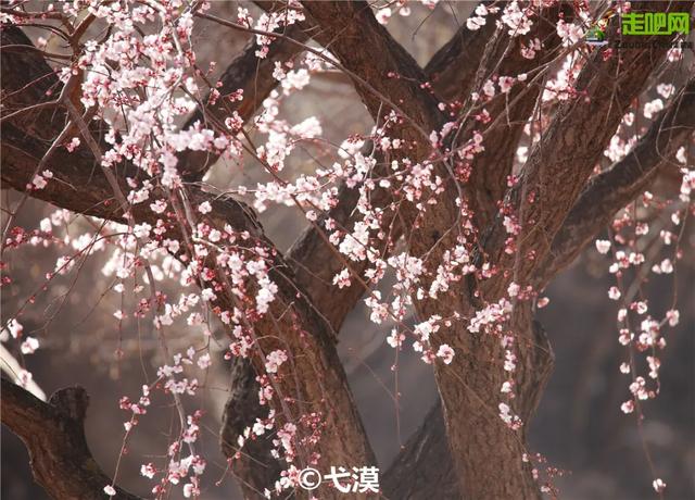 旅行百事通:甘肃有座小城,丹霞中的杏花村,被称为全国奇观!却少有游人