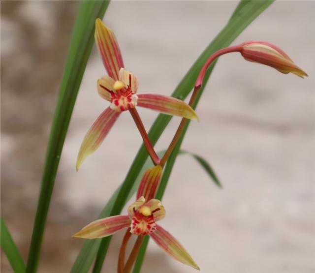 2种兰花，花香清幽，家里养一盆，高雅大气香满屋