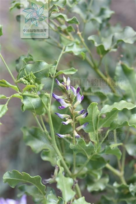 神农本草图经，薯蓣 菊花 甘草 人参 石斛 石龙芮