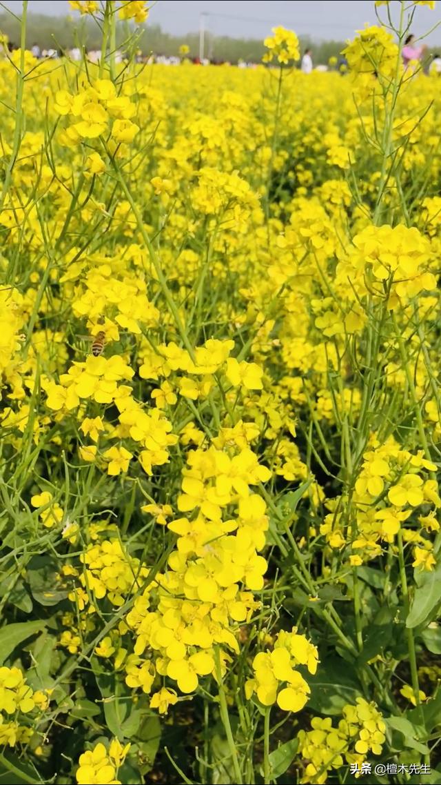#旅行柚子君#美翻了,金黄的油菜花海,好似一幅色彩斑斓的画卷!