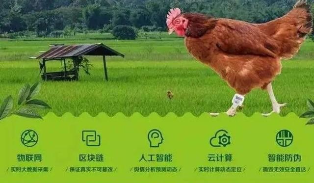 同乐▲盘点10个区块链农业企业应用:90%以上发力农产品溯源