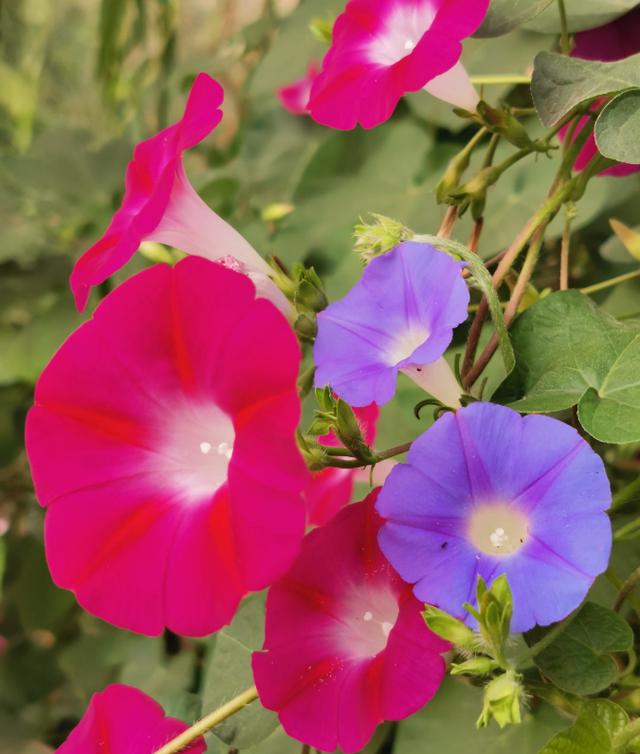 秋冬季节也有花赏，只要留心，也能欣赏到美丽花朵