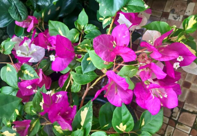 家庭养这5种花要“低矮”生长，长高就“变丑”，舍得修剪开花美