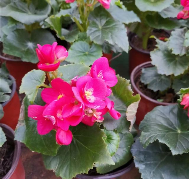 春节要到了，5种花建议不要买，太难养