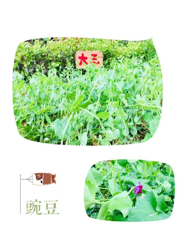 你的育儿经：最美四月天 海安市长江路幼儿园在等你