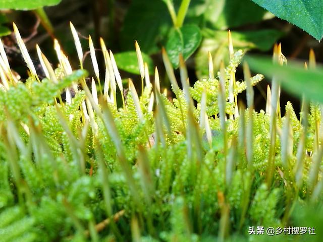 养兰花|种植兰花的盆面如何养苔藓？兰友：怪不得以前养不好兰花