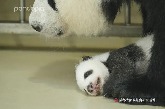 你的育儿经@抱娃有什么技巧，我怎么就抱不起来呢？
