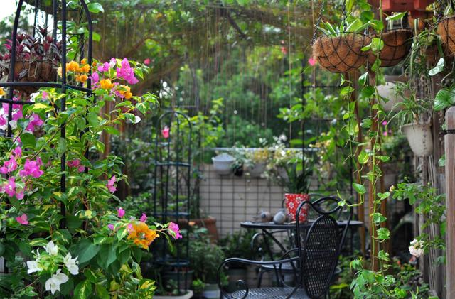 此花长得超像“红灯笼”，连灯穗都用，一年365天“反复”开花