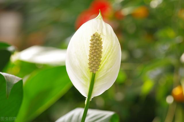 适合冬天养的8种耐阴花，没有直射光，也能有花赏