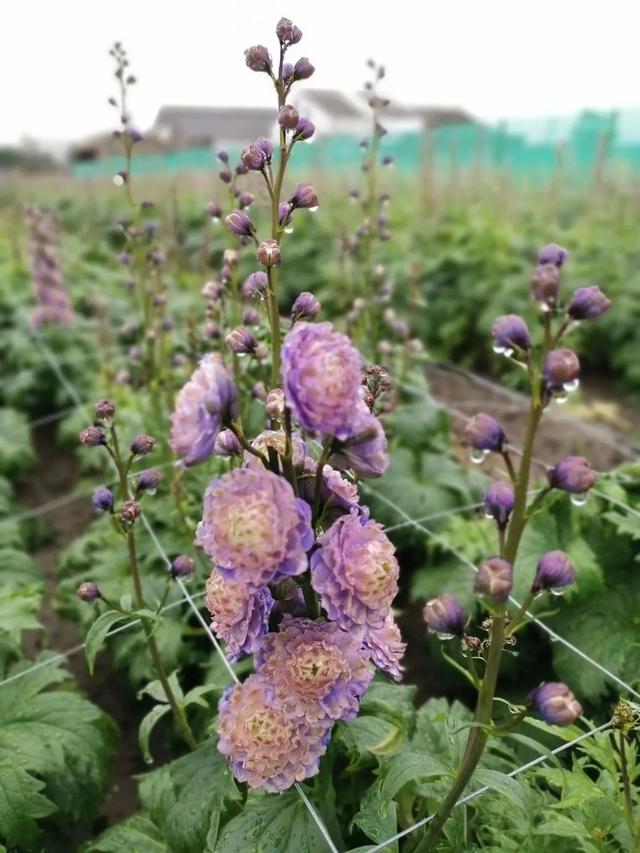 风靡花友圈的重瓣宿根飞燕草