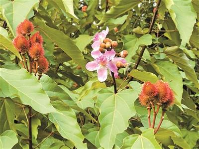 红木|花像桃花 果似板栗 这种植物叫“红木”