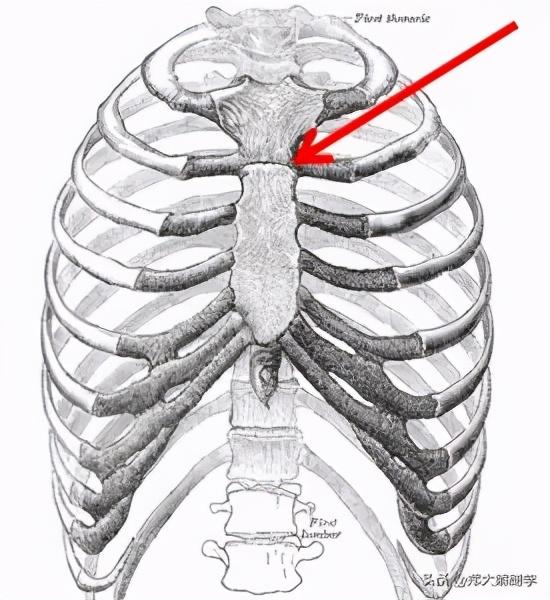 「从骨到筋」胸骨和肋解剖与触诊检查
