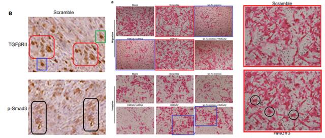 吉林大学第一医院多篇SCI”上榜”PubPeer