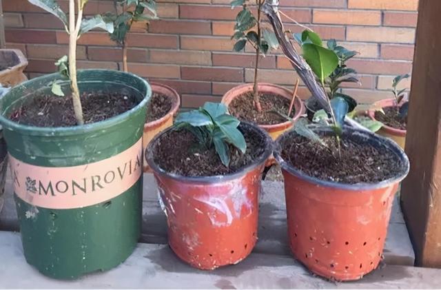 养花烂根最常见，怎么从根本上解决？学会这3招，不积水不烂根