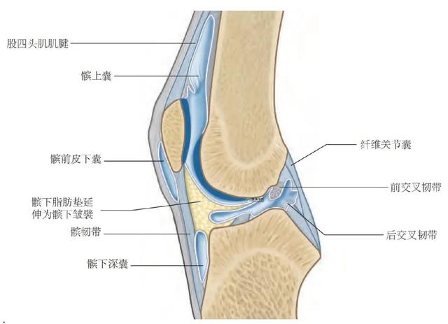 膝关节解剖及常见损伤