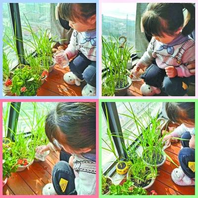 光明网:奶奶再也不愁没小葱炒菜了
