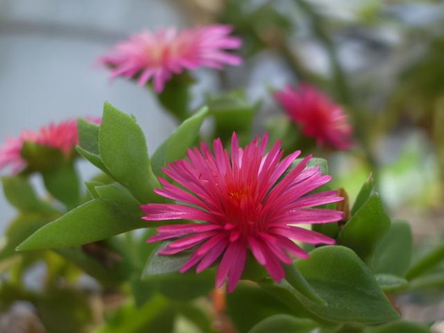 这3种花零经验也能养活，沾土就能扎根，开花也好看