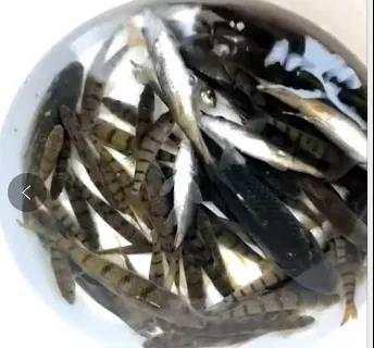 中毒|注意！这种鱼吃了可能会中毒