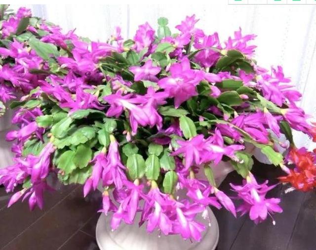 冬天养蟹爪兰，做好3点，叶子油绿，花开满盆，超漂亮