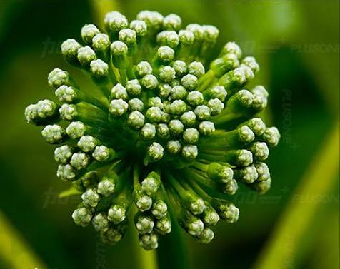 神农本草图经，薯蓣 菊花 甘草 人参 石斛 石龙芮