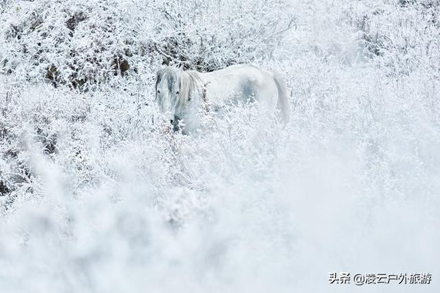 旅行柚子君:禾木,村庄白雪皑皑,一片茫茫
